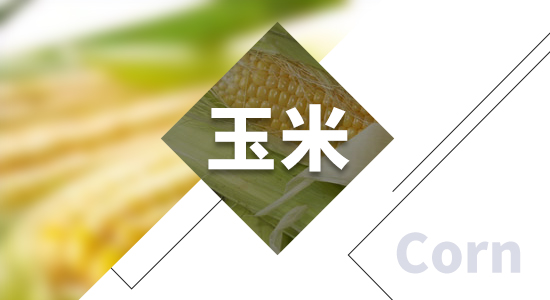 CBOT玉米期货5月13日收盘报价