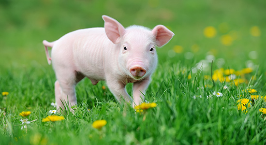 大型猪企出栏积极 生猪价格趋于平稳