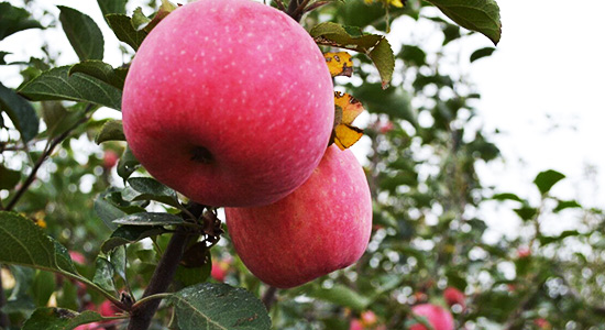 受陕西甘肃冰雹暴雨影响，苹果期货出现上涨